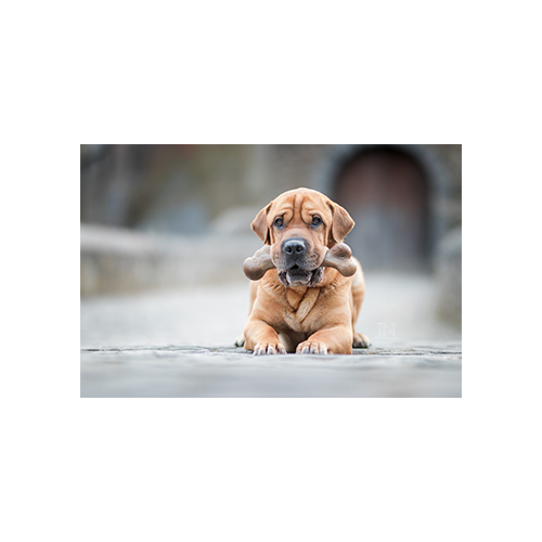 PET QWERKS® WISH™ BARKBONE® WITH REAL PEANUT BUTTER FLAVOR CHEW FOR DOGS