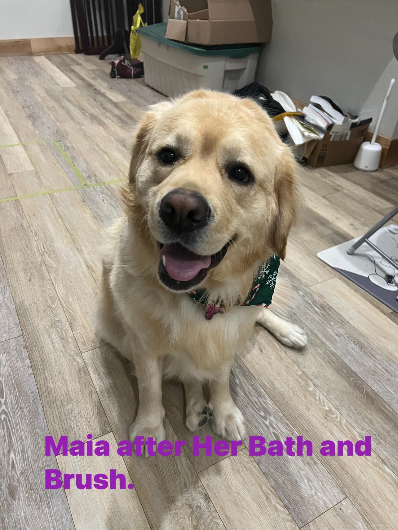 Dog Groom Booking - Bath and Brush ONLY starting at $35 + HST (Cree-Anne )