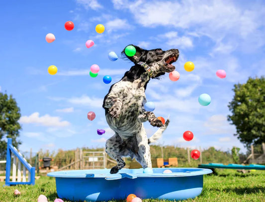 Dog Resort: One Dog Unlimited Monthly Prepaid Membership