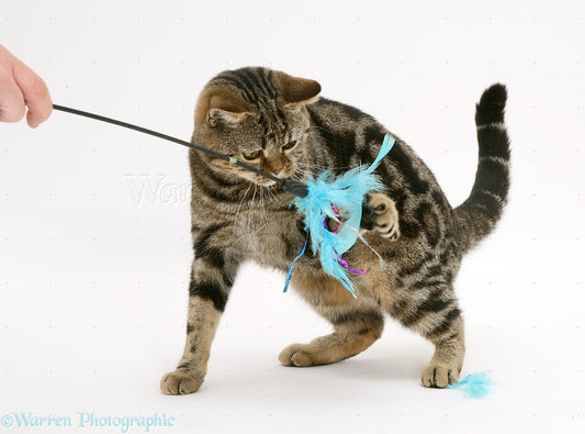 Feather Toy For Cats